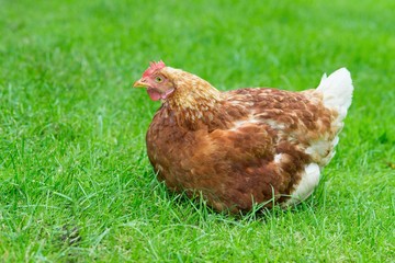 Braune Hybrid-Henne sitzt auf einer Wiese, glückliches Huhn in artgerechter Freilandhaltung, Deutschland, Europa 