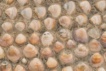 Fondo de conchas marinas utilizadas como adorno en la fachada de una vivienda