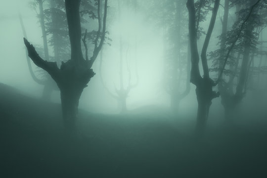 Fototapeta scary forest with mood