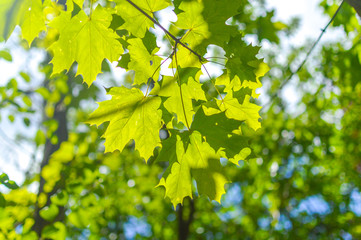 Fresh green leaves on the branch with daylight in Montreal, Canada.