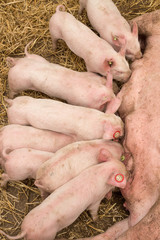 glückliche Bioschweine