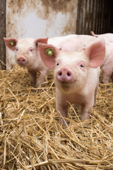 glückliche Bioschweine Bio Ferkel Bioferkel - AGRARFOTO Bilder aus der Landwirtschaft © agrarmotive