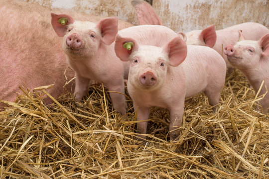 glückliche Bioschweine Bio Ferkel - AGRARMOTIVE