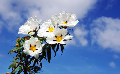 closeup of white cistus ladanifer flowers - obrazy, fototapety, plakaty