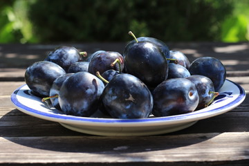Freshly picked organic ripe delicious blue plums . Blurred background