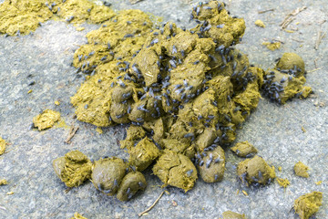 Horse manure on the asphalt streets of the city.