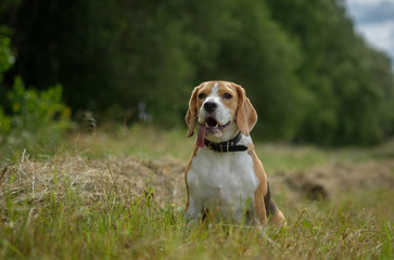 Portrait of a Beagle on a walk
