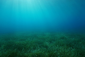 Fototapeta na wymiar Natural sunlight underwater in the Mediterranean sea on a grassy seabed with neptune grass Posidonia oceanica, Catalonia, Cadaques, Costa Brava, Spain