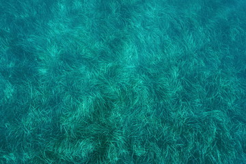 Above a seabed covered by neptune grass Posidonia oceanica, underwater in the Mediterranean sea,...