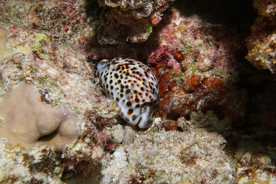 A tiger cowrie sea snail, Cypraea tigris, underwater in the lagoon of Bora Bora, Pacific ocean, French Polynesia