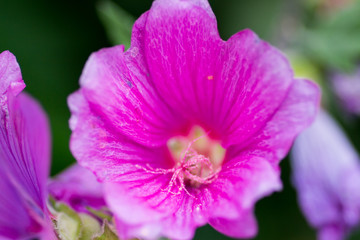 Fototapeta na wymiar Purple macro flowers in a garden in the summertime