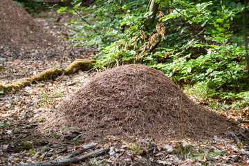 Obraz premium Ameisenhaufen