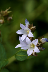 Riesen-Glockenblume (Campanula lactiflora)