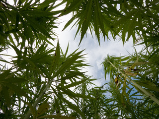 cannabis on a farm dancing in the wind