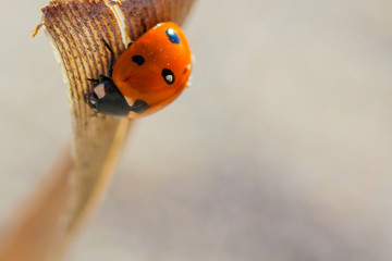 Ladybug on blured background.