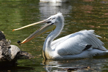 fressender pelican