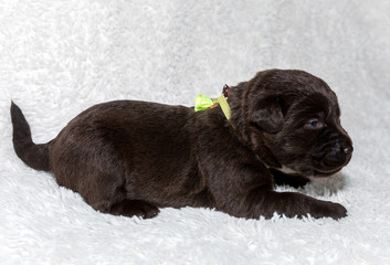 Cute puppy, labrador. pet, dog.