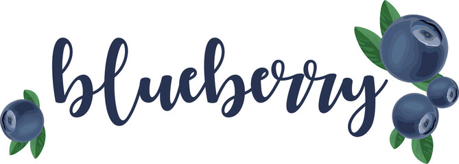 Blueberry vector element calligraphy inscription. Hand drawn illustration. Fresh healthy summer berry.