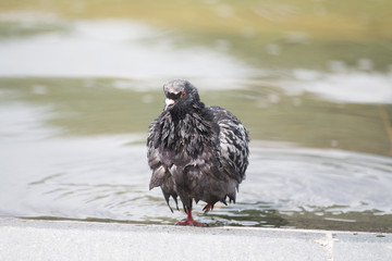 Pigeon at the fountain