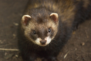 Otter at zoo looking into camera