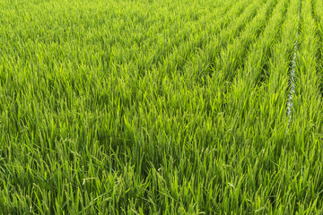 北海道の田んぼ