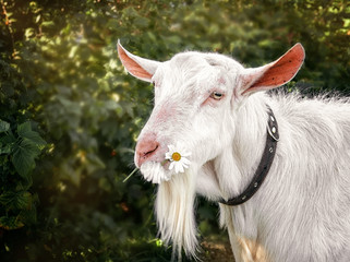 White goat chewing on a Daisy flower on a beautiful blurred green background. Copy spase