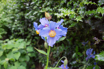 Flowers in a garden in the summertime