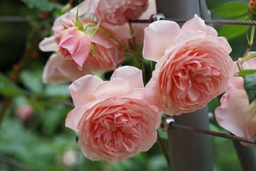 Zart rosa Edelrosen mit Knospen