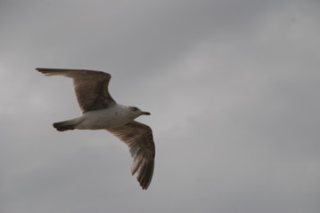 Möwe beim Flug