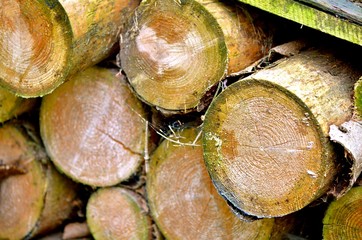 Detail of many round wooden logs with different diameter and barks.