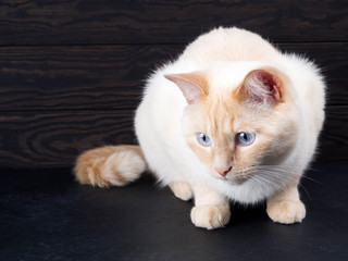 white cat on a black background