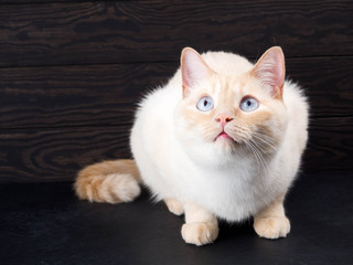 white cat on a black background