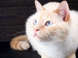 white cat on a black background