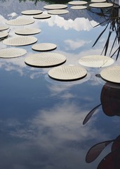 Himmel spiegelt sich im Teich 