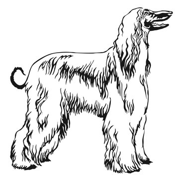 Decorative standing portrait of Afghan greyhound vector illustration