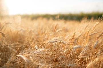 Wheat field. Ears of golden wheat close up. Rural Scenery under Shining sunset. close-up selective focus