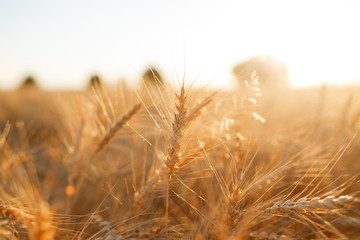 Wheat field. Ears of golden wheat close up. Rural Scenery under Shining sunset. close-up selective focus