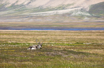 Svalbard reindeer lying on the tundra in summer at Svalbard