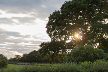 Sun shining through tree branches at late afternnon in Leicester-shire