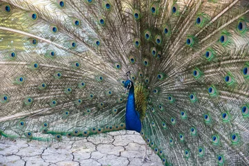 Fotobehang Peacock with open feathers © dero2084