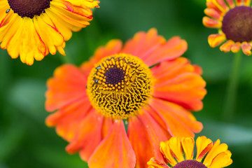 Macro of Yellow flowers in a garden