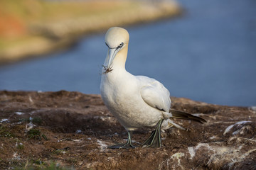 The northern gannet building a nest on the island of Helgoland