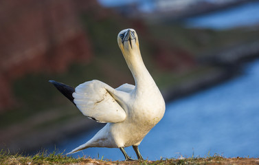 The northern gannet on the island of Helgoland