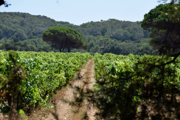 Filari di viti in una vigna sull'isola di Porquerolles in Francia