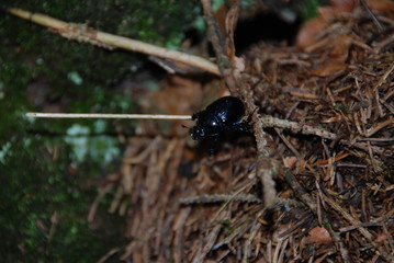 Wald - Schwarzer Käfer