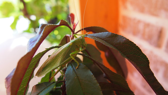 gro&szlig;e Heuschrecke auf einem kleinen Pfirsichbaum sitzend