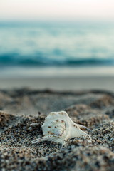 Beautiful large seashell on beach