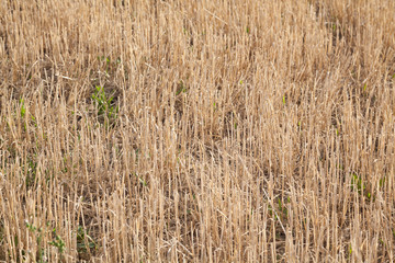 Fototapeta premium Abgeerntetes Feld