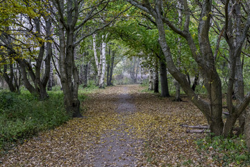 Path in the forest with trees on each side and leaves on the ground