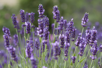 lavendel